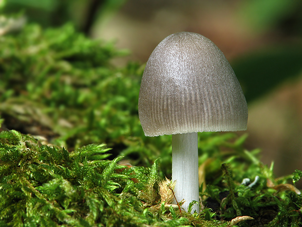 prilbička Mycena sp.