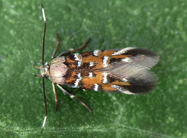 zdobníček Leeuwenhoekov Pancalia leuwenhoekella Linnaeus, 1761