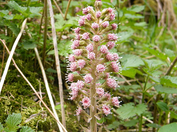 deväťsil lekársky Petasites hybridus (L.) P. Gaertn., B. Mey. et Scherb.