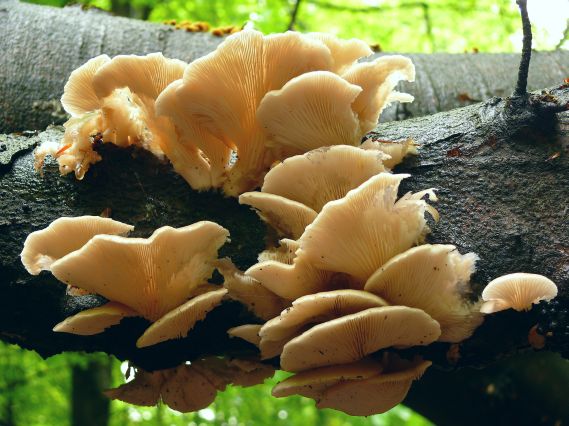 hliva buková Pleurotus pulmonarius (Fr.) Quél.