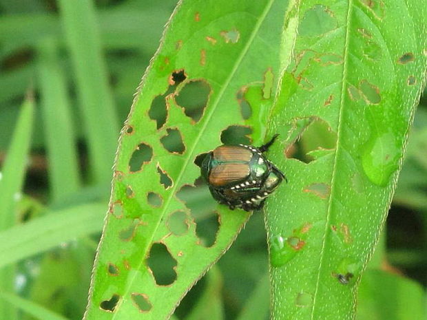 popillia japonica Scarabaeidae Rutalinae