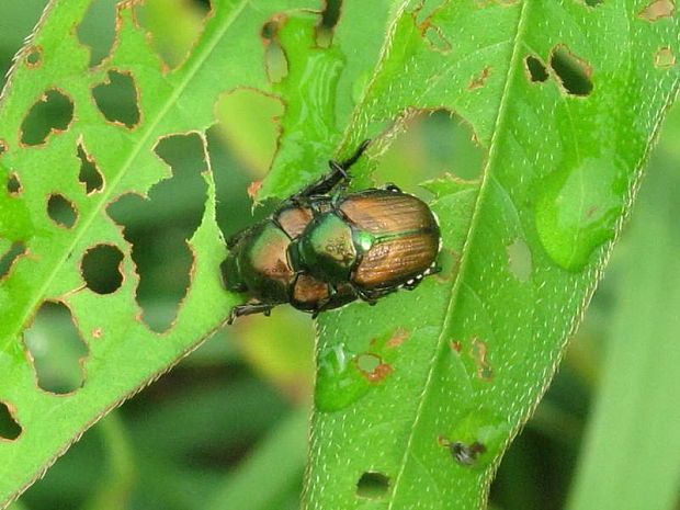 popillia japonica Scarabaeidae Rutelinae