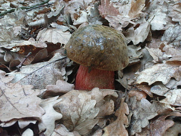 hríb zrnitohlúbikový Sutorius luridiformis (Rostk.) G. Wu & Zhu L. Yang