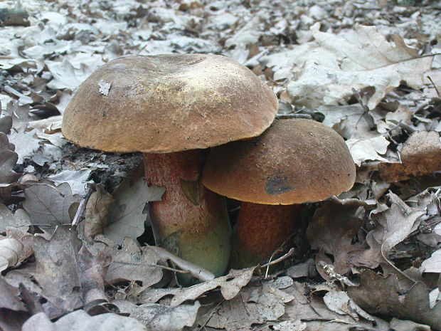 hríb zrnitohlúbikový Sutorius luridiformis (Rostk.) G. Wu & Zhu L. Yang