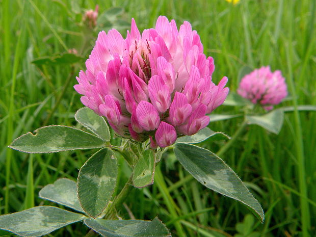 ďatelina lúčna Trifolium pratense L.