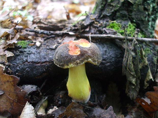 suchohríb zamatový Xerocomellus pruinatus (Fr.) Šutara