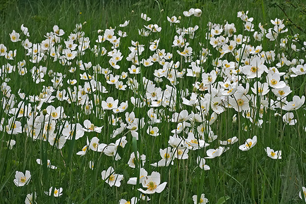 veternica lesná Anemone sylvestris L.