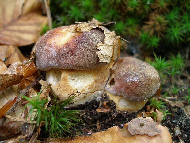 hríb sosnový Boletus pinophilus Pil. et Dermek in Pil.