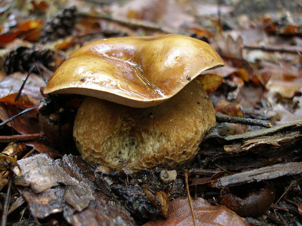 hríb dubový Boletus reticulatus Schaeff.