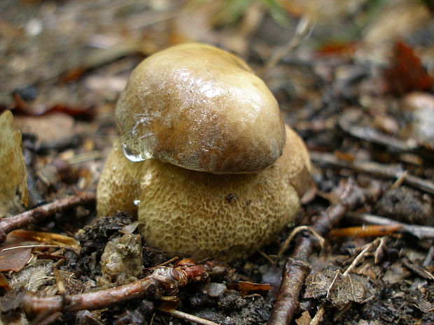 hríb dubový Boletus reticulatus Schaeff.