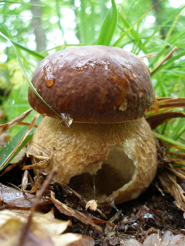 hríb dubový Boletus reticulatus Schaeff.