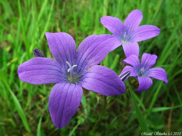 zvonček konáristý Campanula patula L.