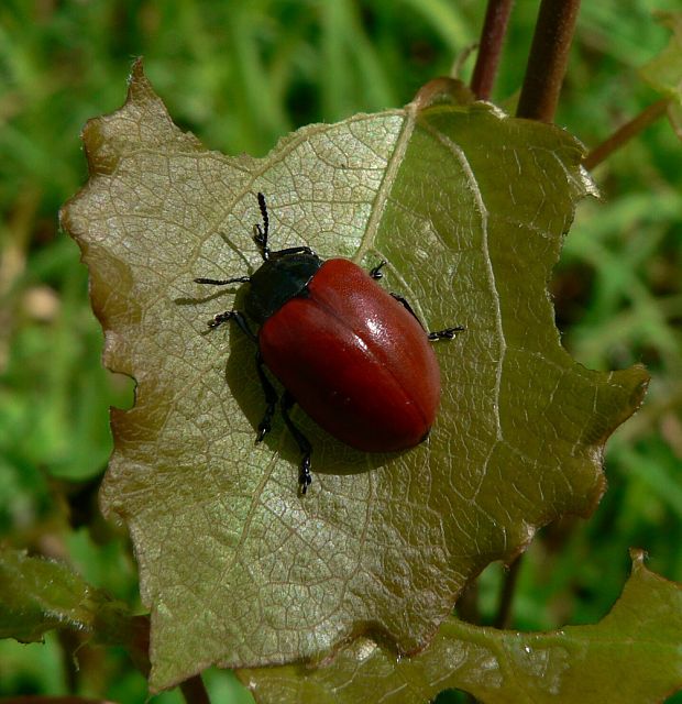 liskavka - mandelinka topolová Chrysomela populi L. 1758