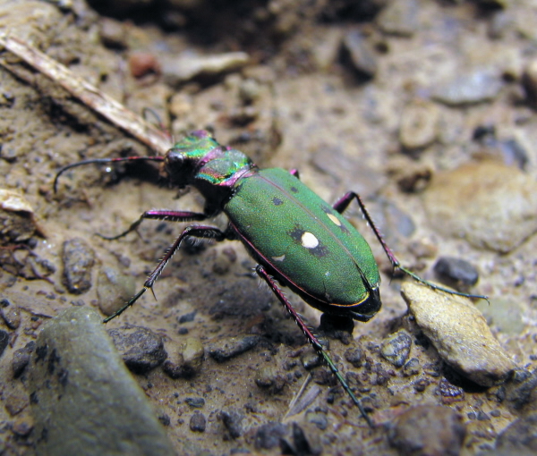 svižník poľný  Cicindela campestris