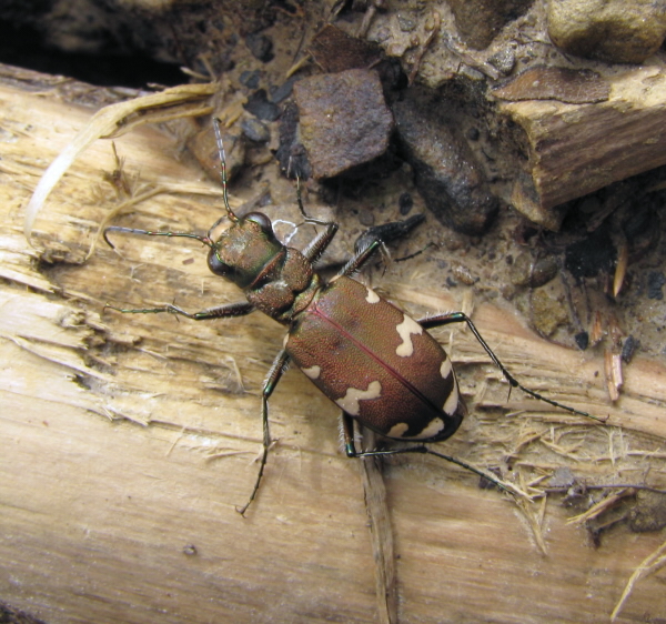 svižník hôrny Cicindela sylvicola