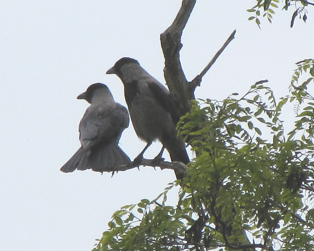 vrana túlavá východoeuropska Corvus cornix
