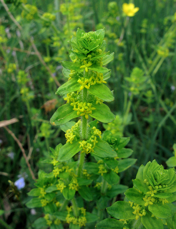 krížavka chlpatá Cruciata laevipes Opiz