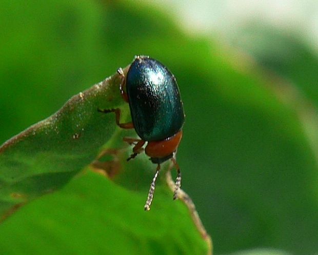 liskavka rdesnová Gastrophysa polygoni L. 1758