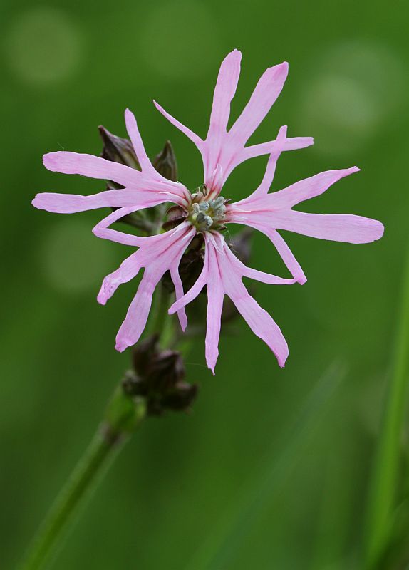 kukučka lúčna Lychnis flos-cuculi L.