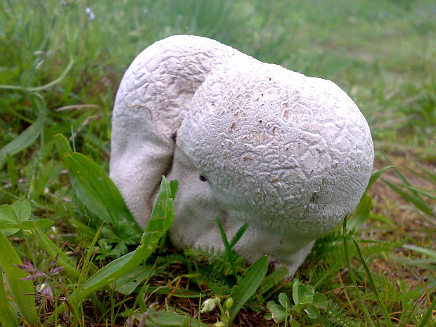 rozpadavec dlabaný Lycoperdon utriforme Bull.