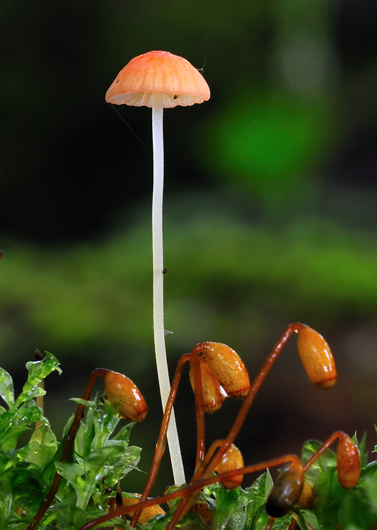 prilbička ihličková Mycena acicula (Schaeff.) P. Kumm.