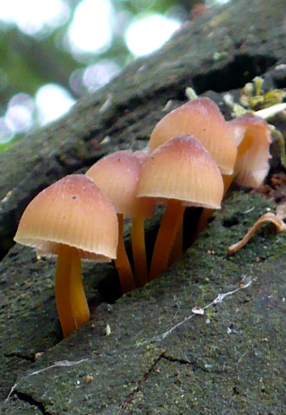 prilbička žltohlúbiková Mycena renati Quél.