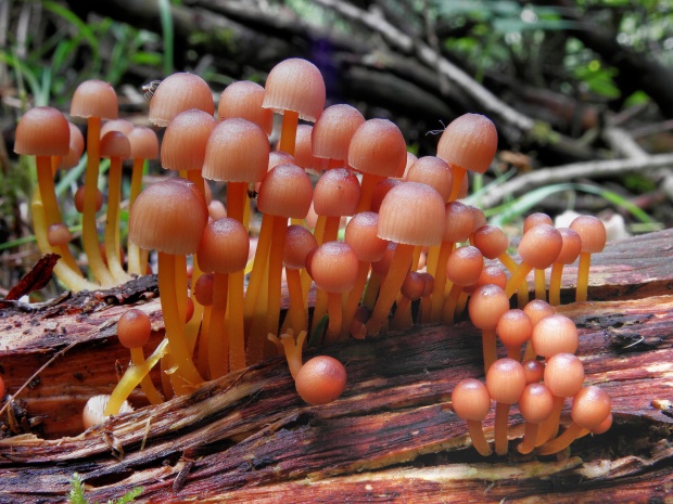 prilbička žltohlúbiková Mycena renati Quél.