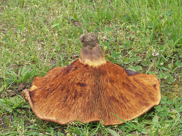 čechračka parková Paxillus vernalis Watling