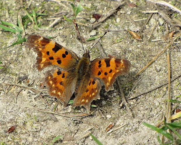 babočka zubatokridla Polygonia c-album