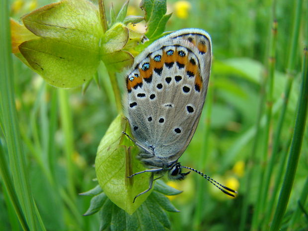 modráčik obyčajný Polyommatus icarus