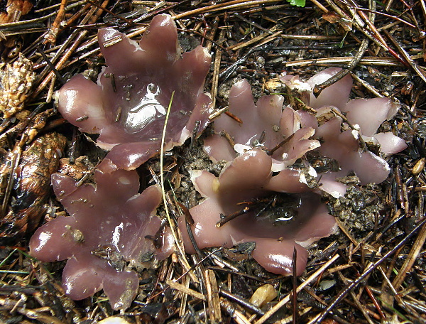 tulipánovka fialová Sarcosphaera coronaria (Jacq.) J. Schröt.