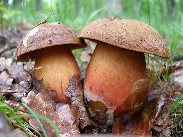 hríb zrnitohlúbikový Sutorius luridiformis (Rostk.) G. Wu & Zhu L. Yang