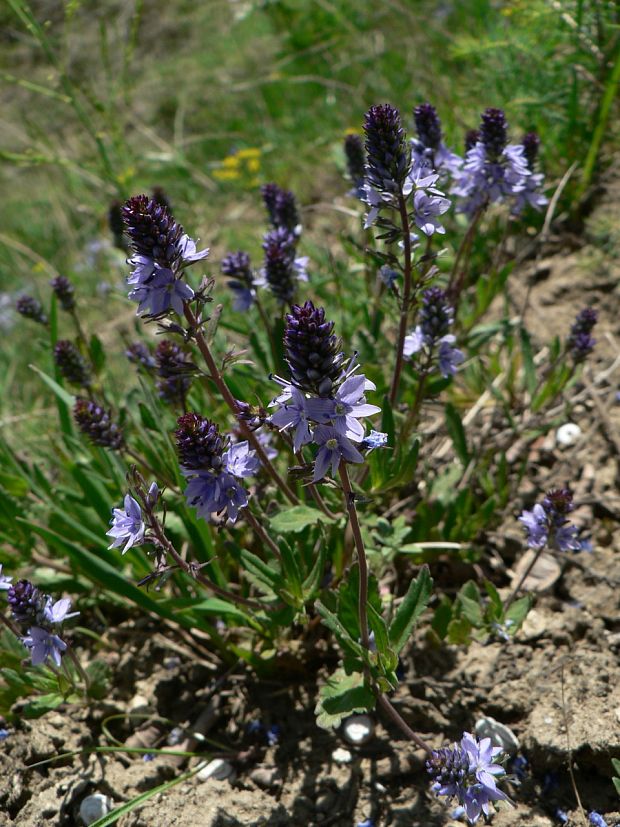 veronika zubatá - rozrazil rakouský Veronica austriaca L.