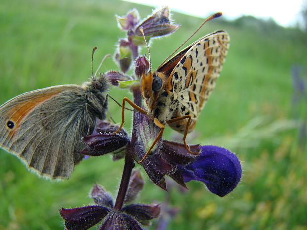 očkán pohánkový a hnedáčik pyštekový coenonympha pamphilus  v.  melitaea didyma