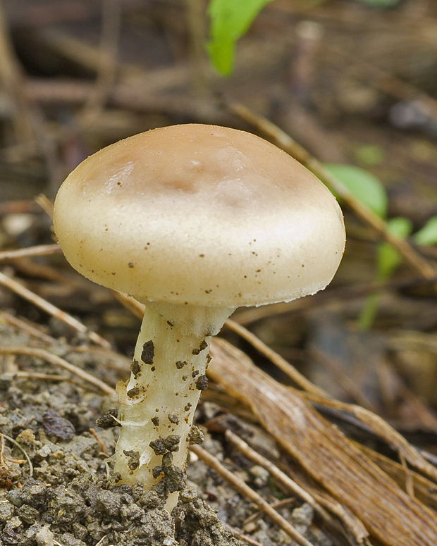 poľnička včasná Agrocybe praecox (Pers.) Fayod