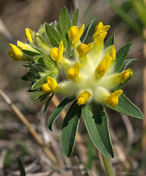 bôľhoj lekársky  Anthyllis vulneraria L.