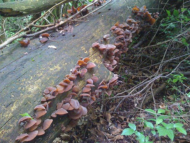 uchovec bazový Auricularia auricula-judae (Bull.) Quél.