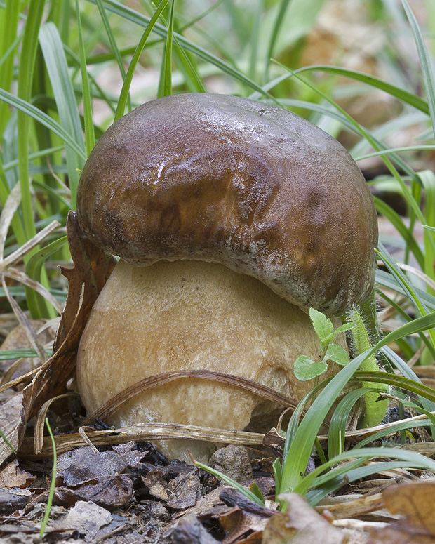 hríb dubový Boletus reticulatus Schaeff.