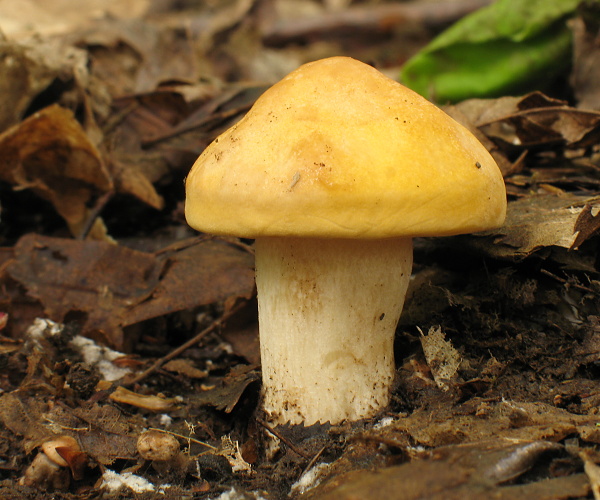 čírovnica májová Calocybe gambosa (Fr.) Donk