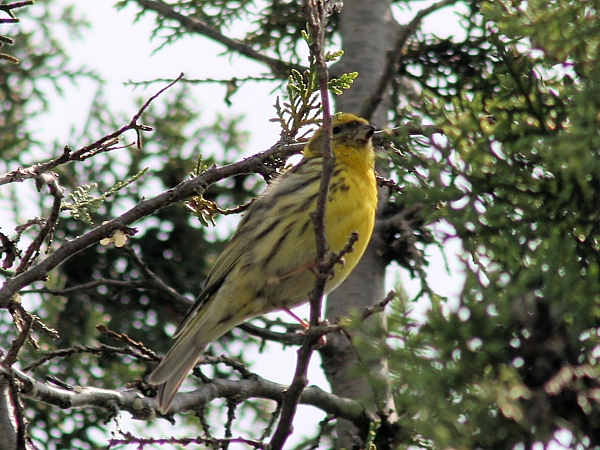 stehlík čížavý Carduelis spinus