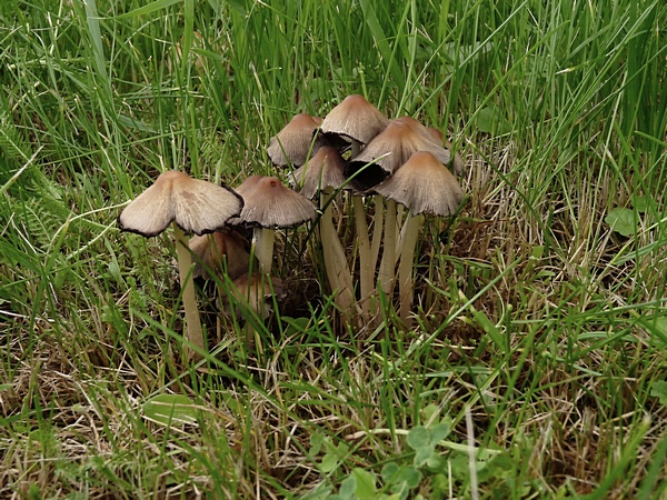 hnojník atramentový Coprinopsis atramentaria (Bull.) Redhead, Vilgalys & Moncalvo