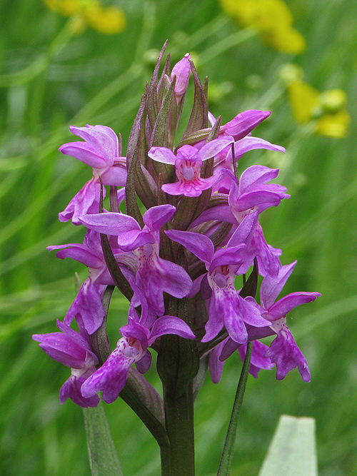 vstavačovec májový pravý Dactylorhiza majalis subsp. majalis (Reincherb.) Hunt & Summerh.