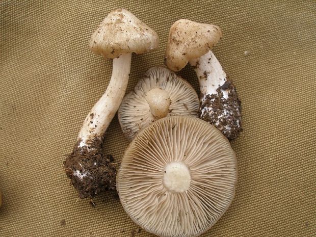 hodvábnica jarná Entoloma clypeatum (L.) P. Kumm.