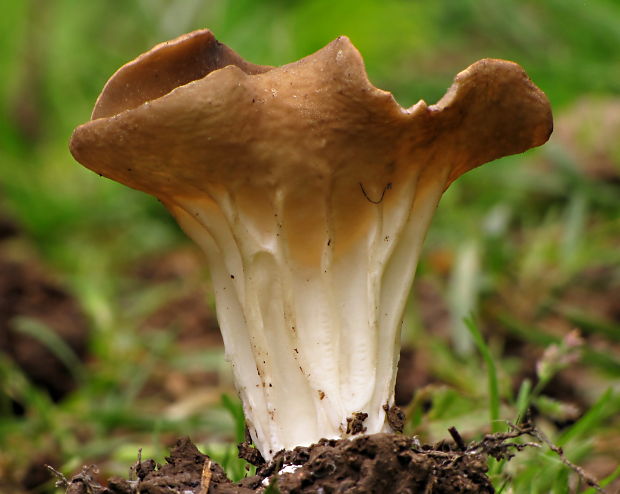 chriapač kalíškovitý Helvella acetabulum (L.) Quél.