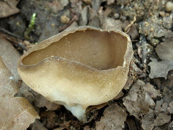 chriapač kalíškovitý Helvella acetabulum (L.) Quél.