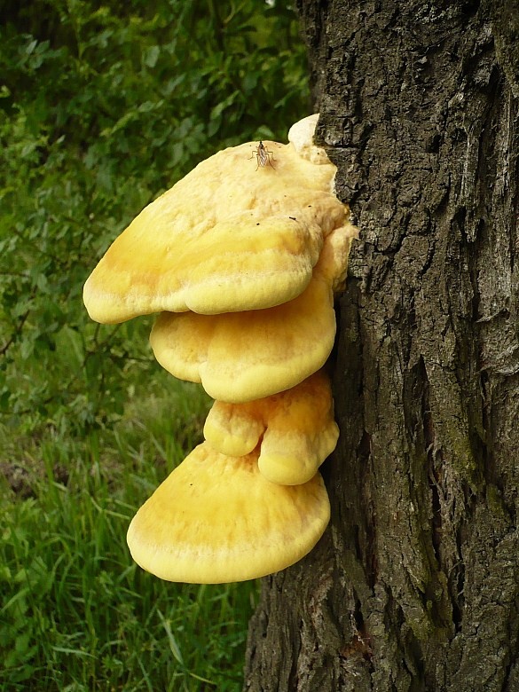 sírovec obyčajný Laetiporus sulphureus (Bull.) Murrill