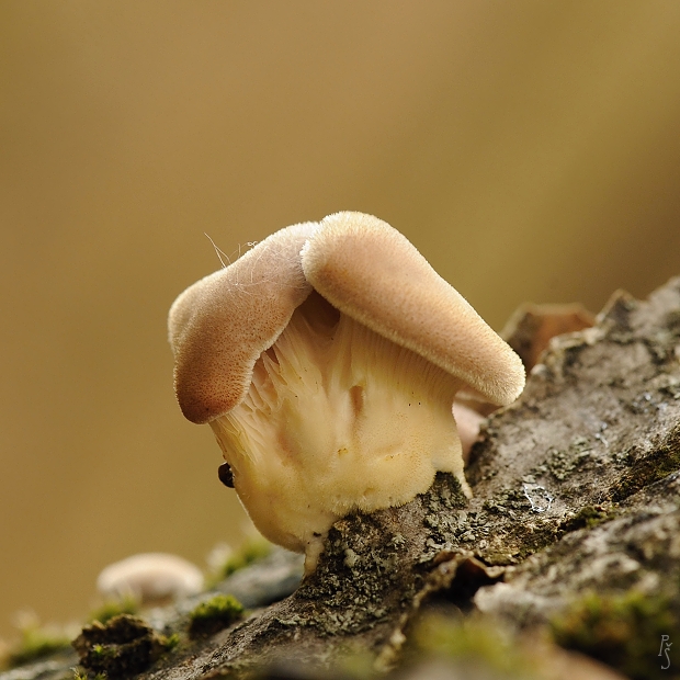 húževnatec chlpatý Lentinus strigosus? (Schwein.) Fr.