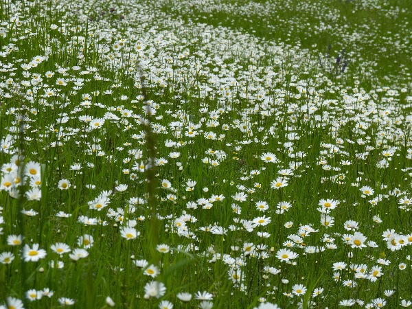 margaréta biela Leucanthemum vulgare Lam.