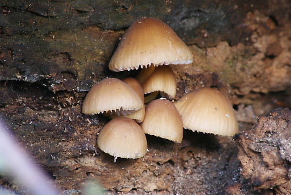 prilbička žltohlúbiková Mycena renati Quél.