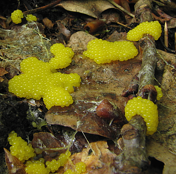 slizovka Myxomycetes